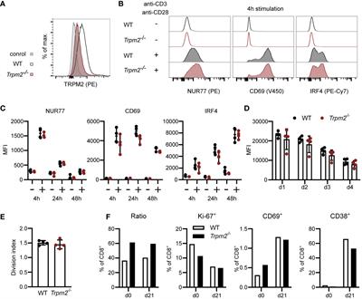 TRPM2 Is Not Required for T-Cell Activation and Differentiation